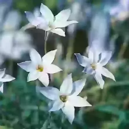 Ornithogalum